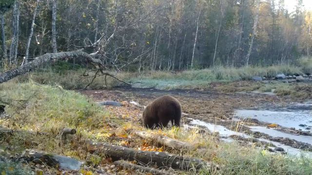 Медведь осенью. Видео от ФГБУ Кандалакшский природный заповедник. смотреть онлайн
