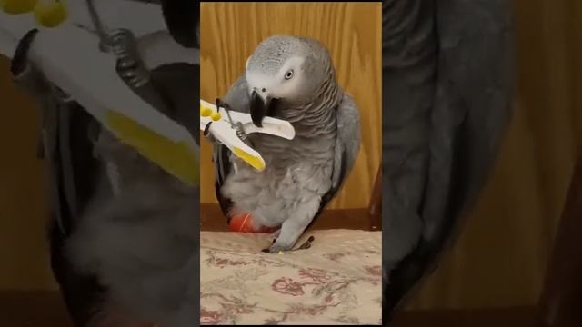 Наконец то от шкоды отвлеклась... смотреть онлайн