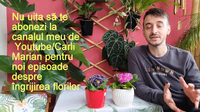 Primula o tinem in casa sau afara? смотреть онлайн