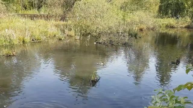 Утки в Джамгаровском пруду смотреть онлайн