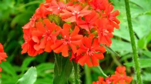 Как Выращивать Лихнис Многолетний из Семян а также ВСЁ о Посадке и Уходе