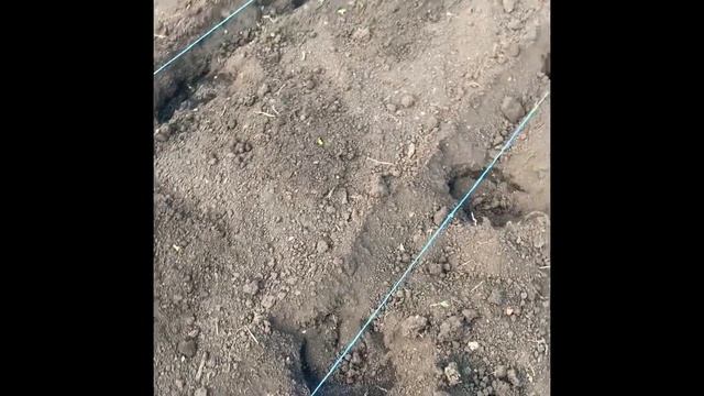 Посадка клубники в августе смотреть онлайн