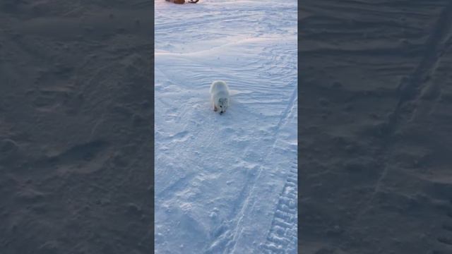 Дружок ну это наглость уже! смотреть онлайн