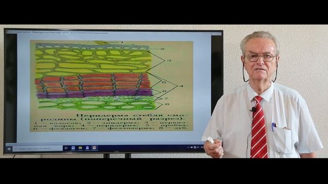 Тема:Ткани растений смотреть онлайн