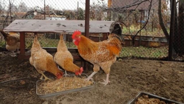 Разведение Царскосельской породы кур как бизнес идея | Царскосельские куры смотреть онлайн