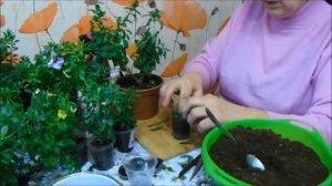 Три грунта для черенков калибрахоа))) Какой лучше)))