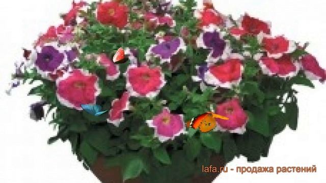 Петуния грандифлора Хулахуп Микс (khulakhup miks) ? обзор: как сажать, семена петунии Хулахуп Микс смотреть онлайн