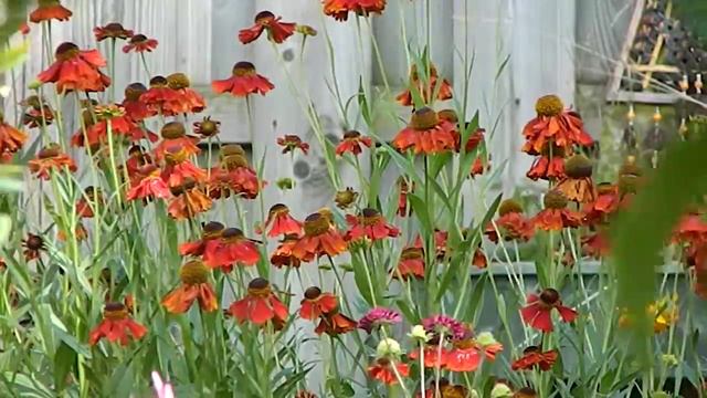 Helenium 'Moerheim Beauty' смотреть онлайн