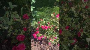 Роза Кордана в открытом грунте