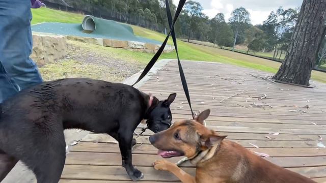 Jake the Bull Terrier X and YoYo the American Staffy X Sharpei - update on their social training смотреть онлайн