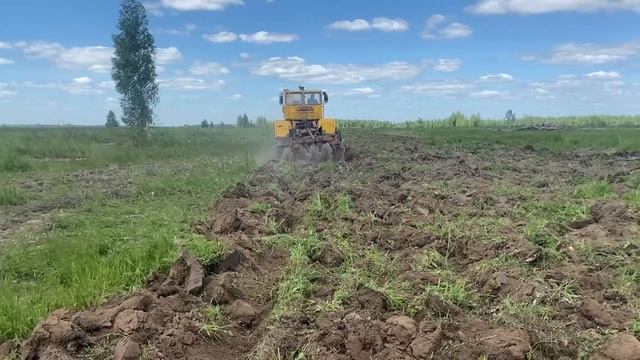 Лучший способ разработки целины. Кировец+мелиоративная борона. смотреть онлайн