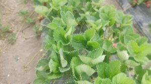 Клубника Брила. Так ли хороша как ее хвалят...