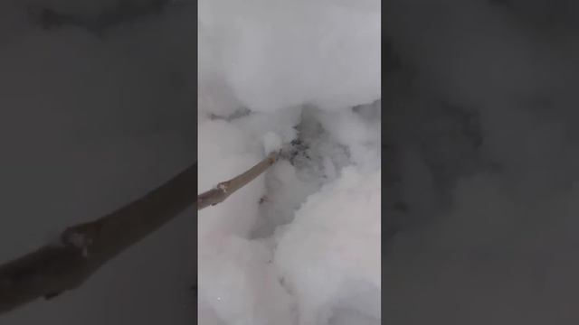 Гуляем с хорьком) смотреть онлайн