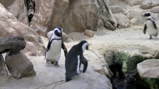 Международный день ПИНГВИНА. Степанова Н.Л. ШКИДСОЗВЕЗДИЕ смотреть онлайн