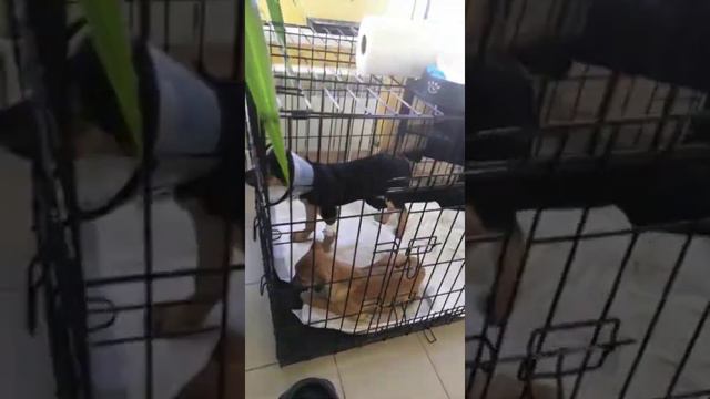 щенок с кладбища смотреть онлайн