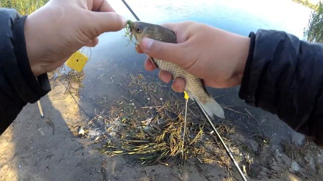 Рыбалка на МАКУШАТНИКИ на реке ДНЕСТР! смотреть онлайн