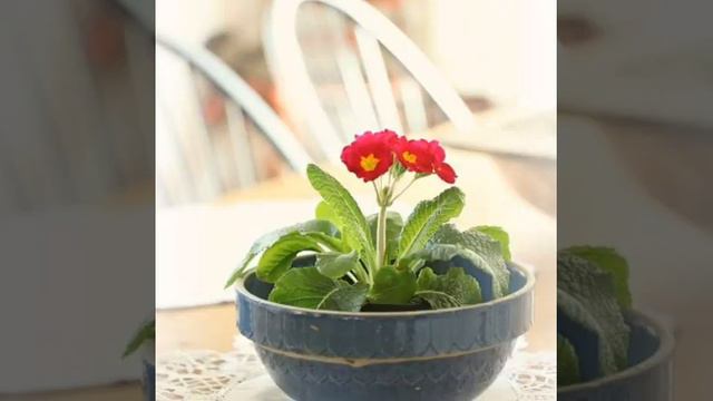 Home primula flowers for beautiful spring gardens смотреть онлайн