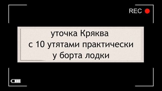 ВДНХ / УТЯТА - ПУШИСТИКИ на Каменском пруду смотреть онлайн