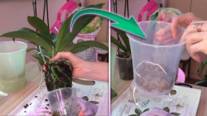 Орхидею В НОВЫЙ ГОРШОК НА ФИТИЛЬ. ПЛЕСЕНИ НА КОРЕ НЕ БУДЕТ если ДОБАВИТЬ...