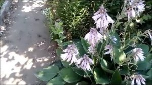 Колокольчик рапунцелевидный цветет Rapunzel bellflower blooms 长发姑娘风铃花盛开 Fleurs de campanule Raiponc