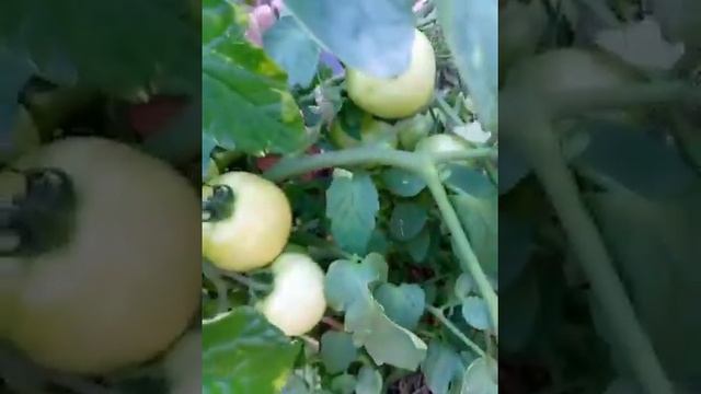 томат Примадонна смотреть онлайн