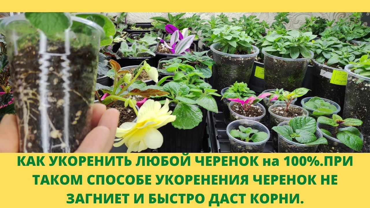 Не можете укоренить черенок? Этот способ для Вас.Черенок не вянет не гниет а быстро 100% дает корни. смотреть онлайн