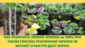 Не можете укоренить черенок? Этот способ для Вас.Черенок не вянет не гниет а быстро 100% дает корни.