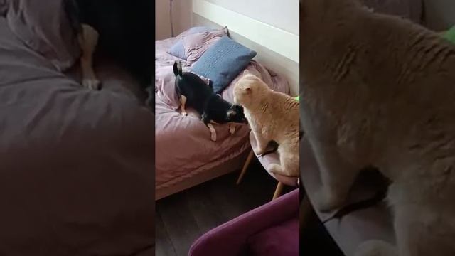 Когда в товарищах согласья нет. смотреть онлайн