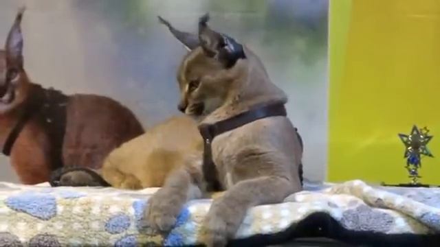 Каракал - это кошка-рысь смотреть онлайн