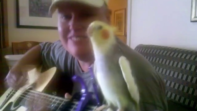 одаренный попугайчик смотреть онлайн