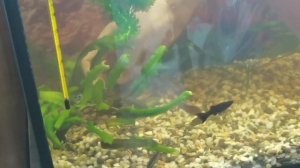 Посадка растений. Элодея. Подкормка для аквариумных растений своими руками из аптеки!Анубиас болеет