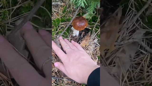 СЕЗОН ГРИБОВ В ПОЛЬШЕ//sezon grzybowy w Polsce #грибы #польша #grzyby смотреть онлайн