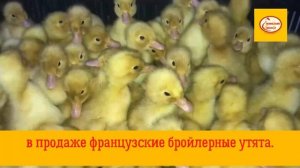 Суточные  утята от Алейниковского инкубатора.mp4