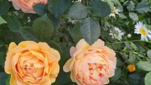 6 июля. Цветение роз?( розы Симбол , Акварель , Голден Селебрейшен,Летс Селебрейт и др.).