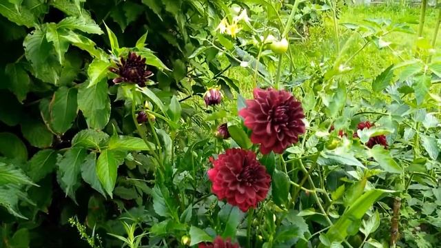 Георгины Цветы. Георгин Deutschland. Dahlien. Dahlie Deutschland. Dahlia Deutschland. Dahlias.