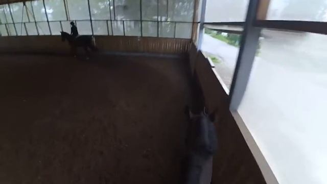 Моя тренировка на лошади Дэвисе. Тренировка от первого лица. смотреть онлайн