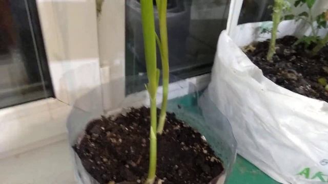 Строительные Шедевры