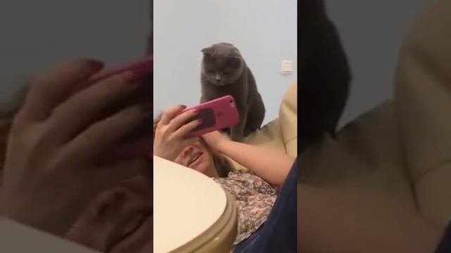 Когда заняла любимое место кота на диване..) смотреть онлайн