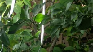 лимон из косточки без прививки плодоношение.