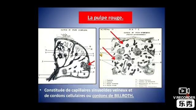 La Rate #HISTOLOGIE ?? смотреть онлайн