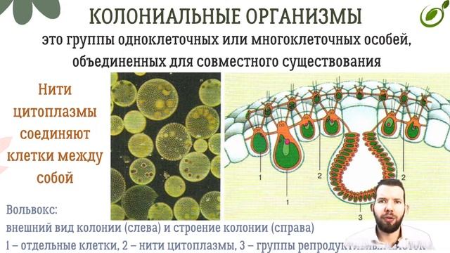 Л.29  ОРГАНИЗМ КАК ЕДИНОЕ ЦЕЛОЕ  ОБЩАЯ БИОЛОГИЯ ЕГЭ