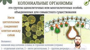 Л.29 | ОРГАНИЗМ КАК ЕДИНОЕ ЦЕЛОЕ | ОБЩАЯ БИОЛОГИЯ ЕГЭ