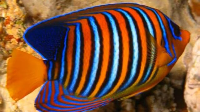 Самые красивые рыбы в мире. смотреть онлайн