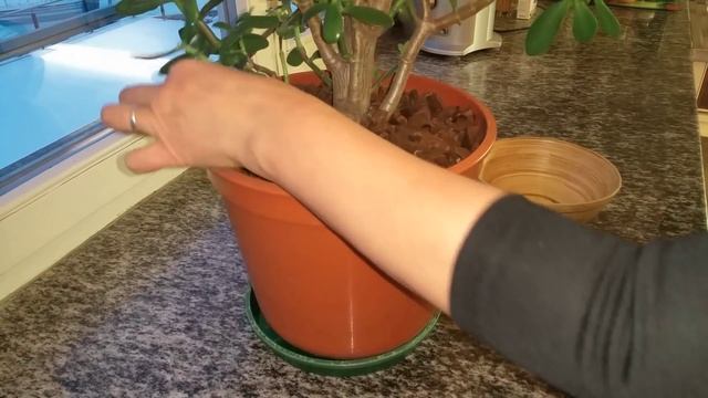 Денежное дерево. Привлекаем денежки смотреть онлайн