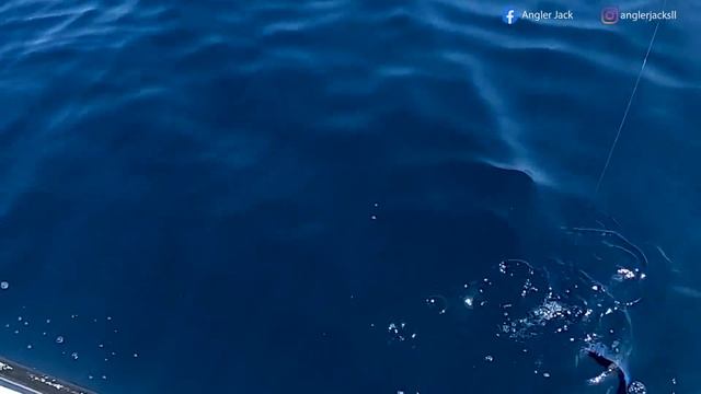 Fishing in Oman | Green Angler's Offshore Trip | Deep Sea Fishing. смотреть онлайн