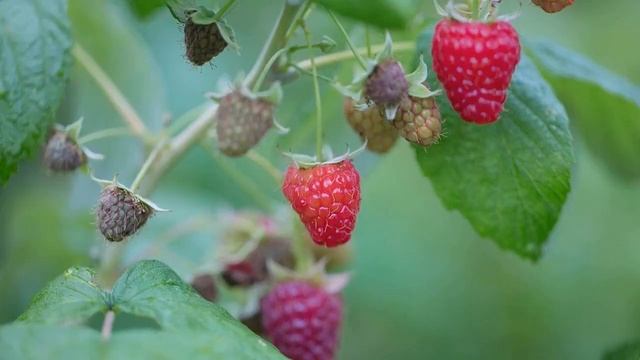 Как ухаживать за малиной в июне, что делать, чтобы получить большой урожай