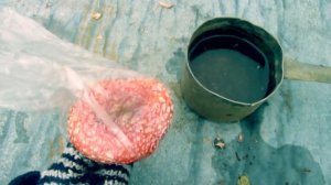 Посинеет ли лук при варке ядовитых грибов? [Проверка мифа]