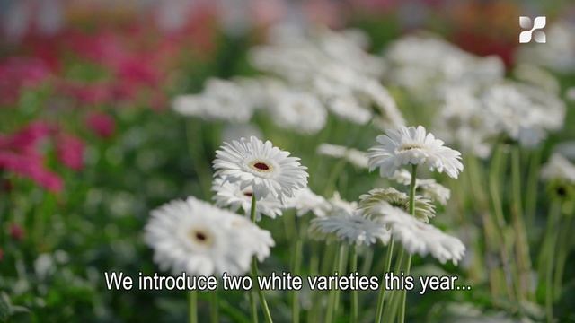 New Cut Flower Introduction 2021: Standard Gerbera смотреть онлайн