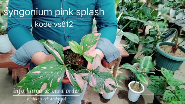 tanaman hias syngonium pink splash kode vs812 смотреть онлайн