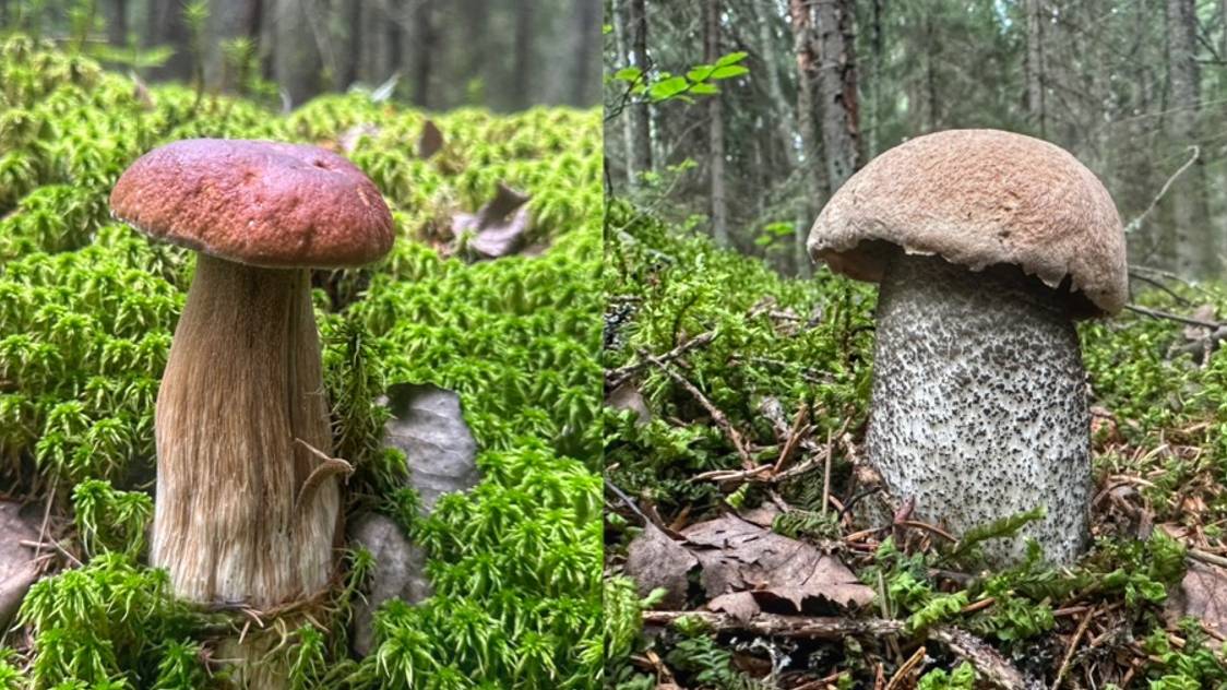 Тихая охота на очень красивые благородные грибы. Собрал много грибов в смешанном лесу. Грибы 2024. смотреть онлайн